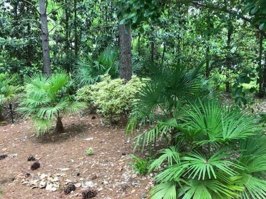 Windmill Palm (Trachycarpus fortunei)